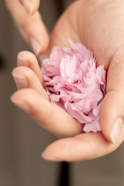 Narin pembe taç yaprakları bir elde nazikçe dinleniyor, bahar gelip geçici güzelliğinin sakin, samimi bir anını yakalıyor..