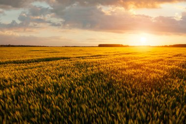 Beautiful sunset over the wheat field, developing wheat, beautiful golden wheat field, cultivated agricultural land