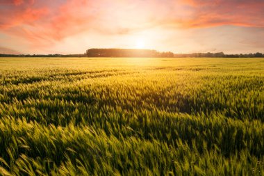 Buğday tarlasında güzel bir gün batımı, buğday gelişimi, güzel altın buğday tarlaları, Macaristan 'da ekilmiş tarım arazisi.