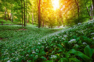 Spring blooming beech forest with beautiful white wild garlic, wild onions (Allium ursinum), garlic flower edible and healthy, Mecsek  middle mountains at sunset in Hungary