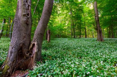 Spring blooming beech forest with beautiful white wild garlic, wild onions (Allium ursinum), garlic flower edible and healthy, Mecsek  middle mountains at sunset in Hungary