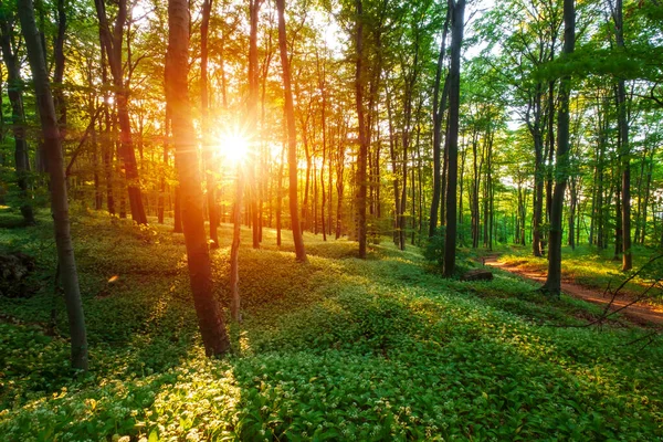 Spring blooming beech forest with beautiful white wild garlic, wild onions (Allium ursinum), garlic flower edible and healthy, Mecsek  middle mountains at sunset in Hungary