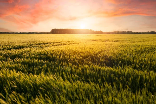 Krásný Západ Slunce Nad Pšeničným Polem Vývoj Pšenice Krásné Zlaté Royalty Free Stock Obrázky