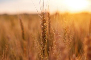 Olgun buğday tarlaları, tarım arazileri, hasat öncesi eyalet Macaristan 'da güzel bir gün batımı.