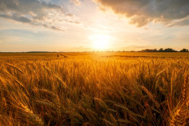 Olgun buğday tarlaları, tarım arazileri, hasat öncesi eyalet Macaristan 'da güzel bir gün batımı.