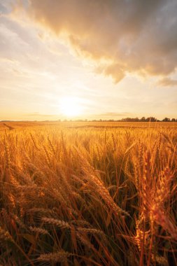 Olgun buğday tarlaları, tarım arazileri, hasat öncesi eyalet Macaristan 'da güzel bir gün batımı.