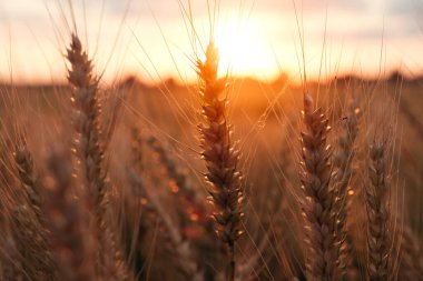 Olgun altın buğday taneleri, hasat öncesi buğday tarlası güzel günbatımında, tarım konsepti, yakın çekim fotoğrafı.
