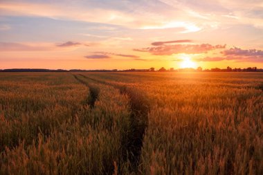 Olgun altın sarısı buğday tarlası, hasat öncesi hava güzel gün batımı, tarım kavramı