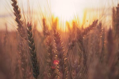 Olgun altın buğday taneleri, hasat öncesi buğday tarlası güzel günbatımında, tarım konsepti, yakın çekim fotoğrafı.