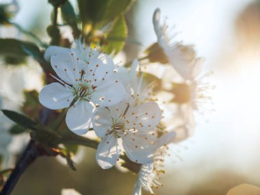 Yakın plan güzel beyaz kiraz çiçekleri ilkbaharda çiçeklerle dolu kiraz ağaçları güzel güneş ışığı, doğanın mucizesi.