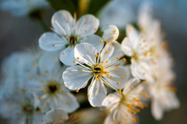 Yakın plan güzel beyaz kiraz çiçekleri ilkbaharda çiçeklerle dolu kiraz ağaçları güzel güneş ışığı, doğanın mucizesi.
