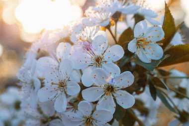 Yakın plan güzel beyaz kiraz çiçekleri ilkbaharda çiçeklerle dolu kiraz ağaçları güzel güneş ışığı, doğanın mucizesi.