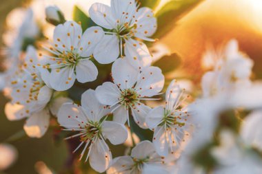 Güzel beyaz kiraz çiçekleri, ilkbaharda çiçeklerle dolu kiraz ağacı dalları güzel güneş ışığı, doğanın mucizesi.