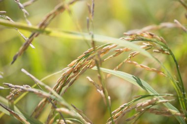 Pirinç tarlasında kapalı bir kulak. Güzel altın pirinç tarlası ve pirinç kulağı.
