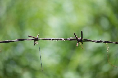 Kapalı Dikenli Tel Pas yeşil arkaplanda