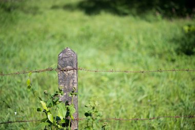 Yeşil arka planda dikenli tel pas ve beton direk
