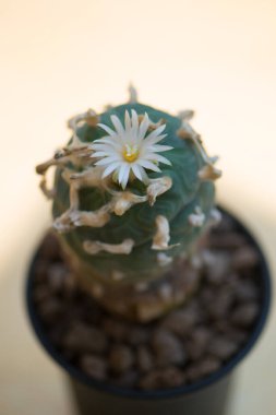 Lophophora sp. Ve saksıda beyaz çiçek.