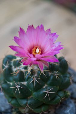 Coryphantha fil kaktüs ve pembe çiçek.