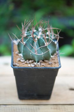 Çiçek saksısında astrofittum capricorne