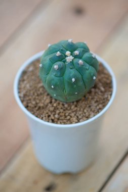 Astrofittum asterias, kum dolar, deniz kestanesi veya yıldız kaktüsü.