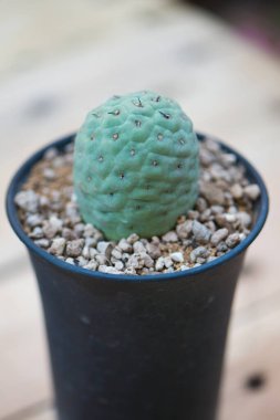 Tephrocactus saksıda