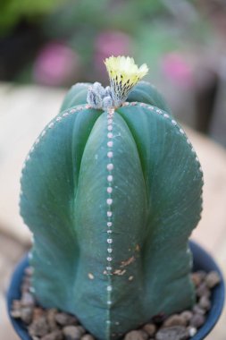 Astrofizum myriostigma ve sarı çiçek