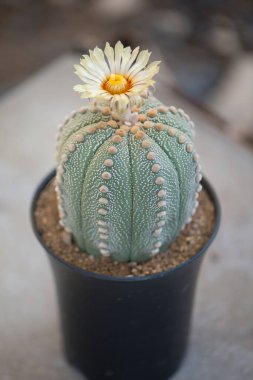 Astrofittum asterias, kum dolar, deniz kestanesi veya yıldız kaktüsü.