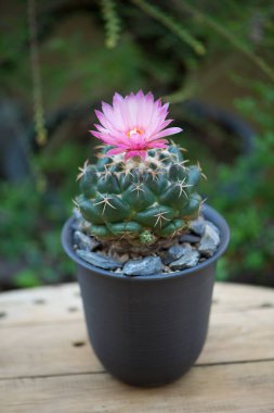 Coryphantha fil kaktüs ve pembe çiçek.