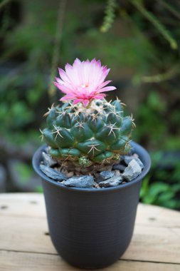 Coryphantha fil kaktüs ve pembe çiçek.