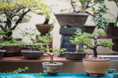 Saksıdaki küçük bonsai ağacı