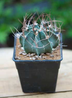 Çiçek saksısında astrofittum capricorne