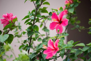 Hibiscus rosa-sinensis ya da Rose Mallow, Çin Gülü