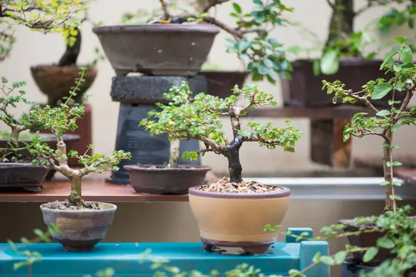 Saksıdaki küçük bonsai ağacı