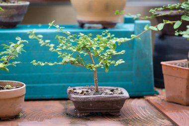 Saksıdaki küçük bonsai ağacı