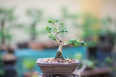 Saksıdaki küçük bonsai ağacı