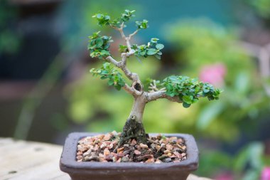 Saksıdaki küçük bonsai ağacı