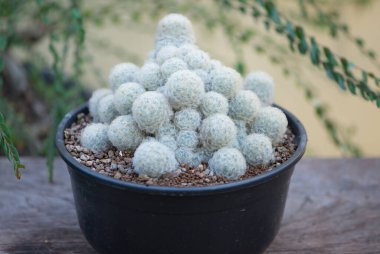 Mammillaria Plumosa veya Tüylü Kaktüs