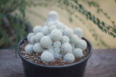 Mammillaria Plumosa veya Tüylü Kaktüs