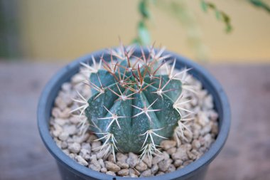 Çiçek saksısında Mero kaktüsü