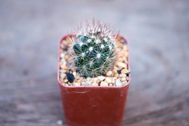 Mammillaria sp. Çiçek kabında kaktüs
