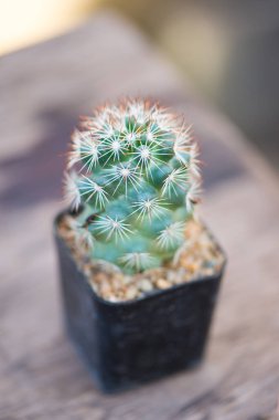 Mammillaria Schumannii kaktüsü.