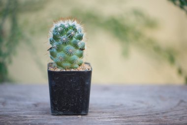 Mammillaria Schumannii kaktüsü.