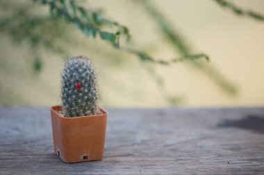 Mammillaria prolifera kaktüsü tencerede