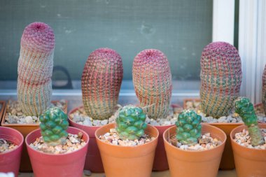 Coryphantha Fil ve Echinocereus Rigidissimus Kaktüs