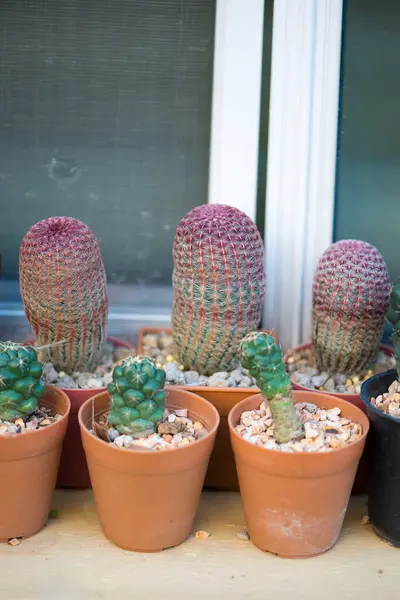 Stock image Coryphantha Elephantidens and Echinocereus Rigidissimus cactus