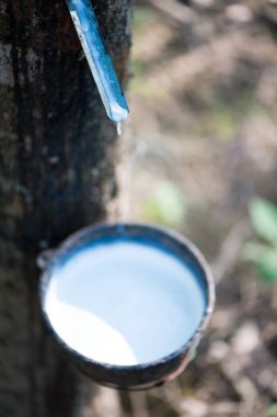 Kauçuk ağacı, Hevea brasiliensis veya Para