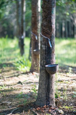 Kauçuk ağacı, Hevea brasiliensis veya Para