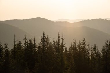 Ukrayna 'nın Karpat Dağları' ndaki Khomiak Dağı 'nın sık ormanları ve yuvarlanan tepeleri üzerinde görkemli bir gün doğumu. Ilık bir parıltıyla huzurlu bir manzara..