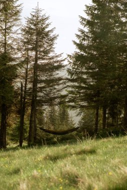 Ukrayna 'nın yemyeşil Karpat Dağları' ndaki uzun ağaçlar arasında asılı sakin bir hamak. Rahatlamak ve doğanın tadını çıkarmak için ideal..