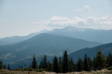 Svydovets sıradağları, batı Ukrayna 'da, kar kaplı dağların göz kamaştırıcı manzarası, açık gökyüzünün altında, ön planda daima yeşil ağaçlardan oluşan bir küme var..